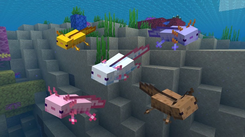 Axolotes vêm em várias cores em Minecraft, quatro inspiradas pelo mundo real e uma pelo Pokémon Mudkip — Foto: Reprodução/Game Pur