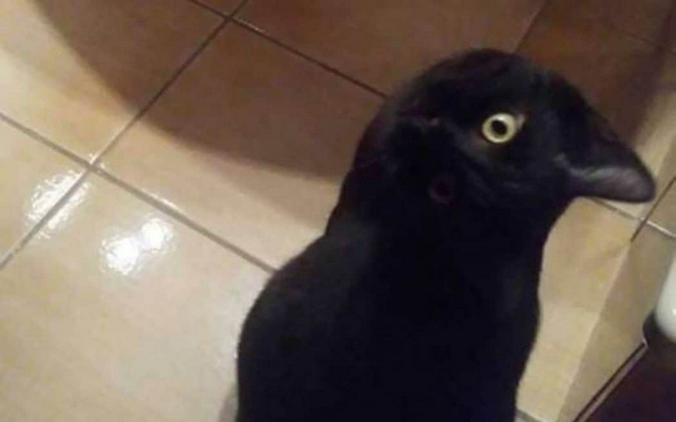 Gato ou corvo? Foto se espalha na Internet e confunde até o Google