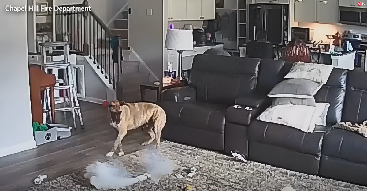 Bateria de notebook explode após mordida de cachorro: entenda riscos