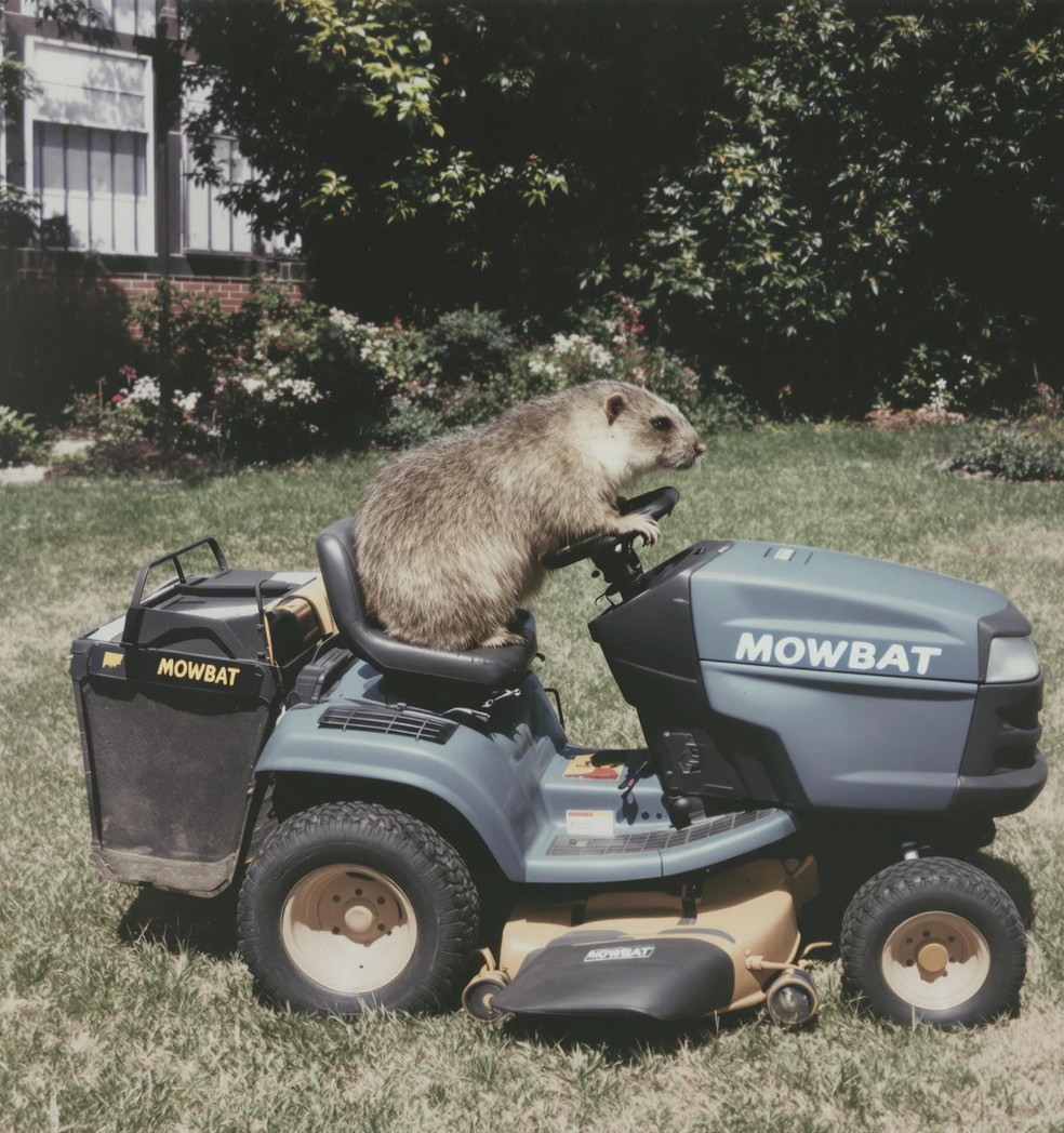  Reprodução/Reddit @sovok