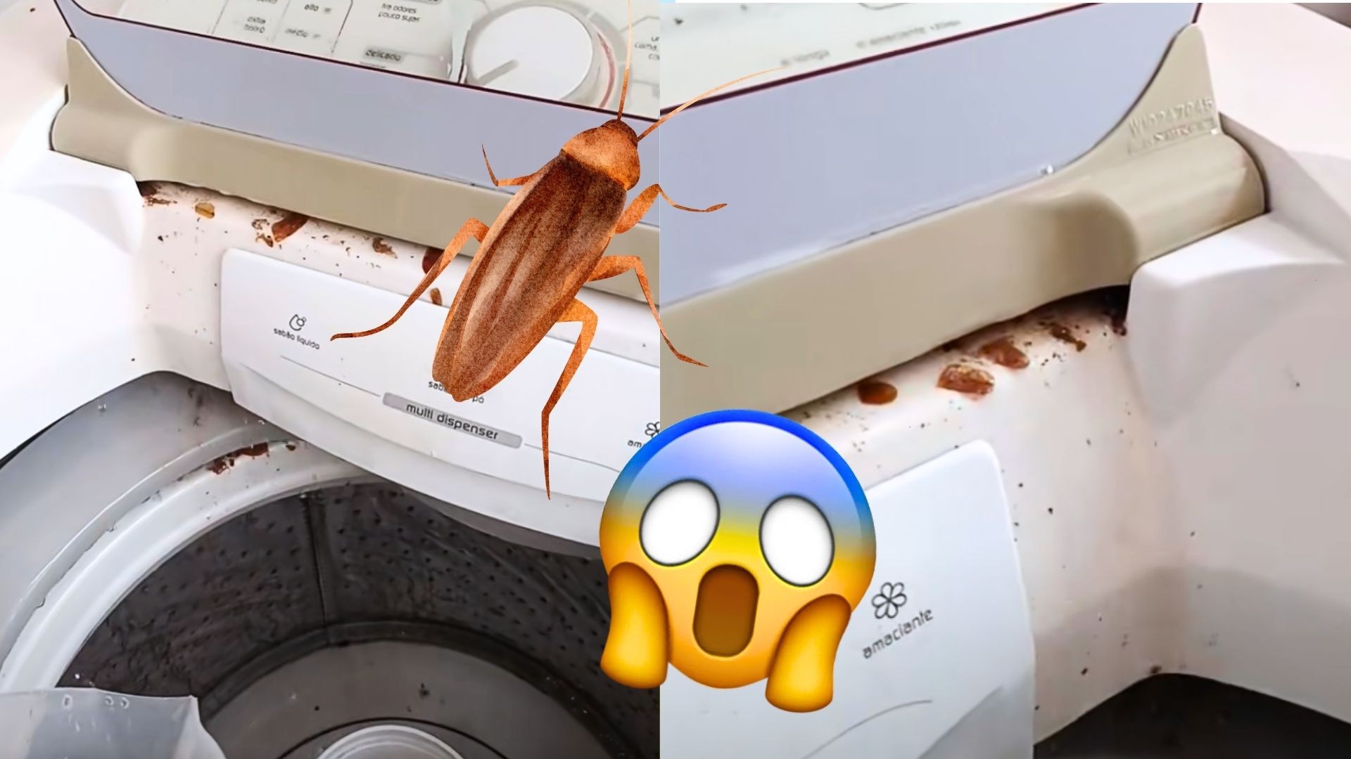 Viral mostra máquina de lavar infestada de baratas; saiba evitar