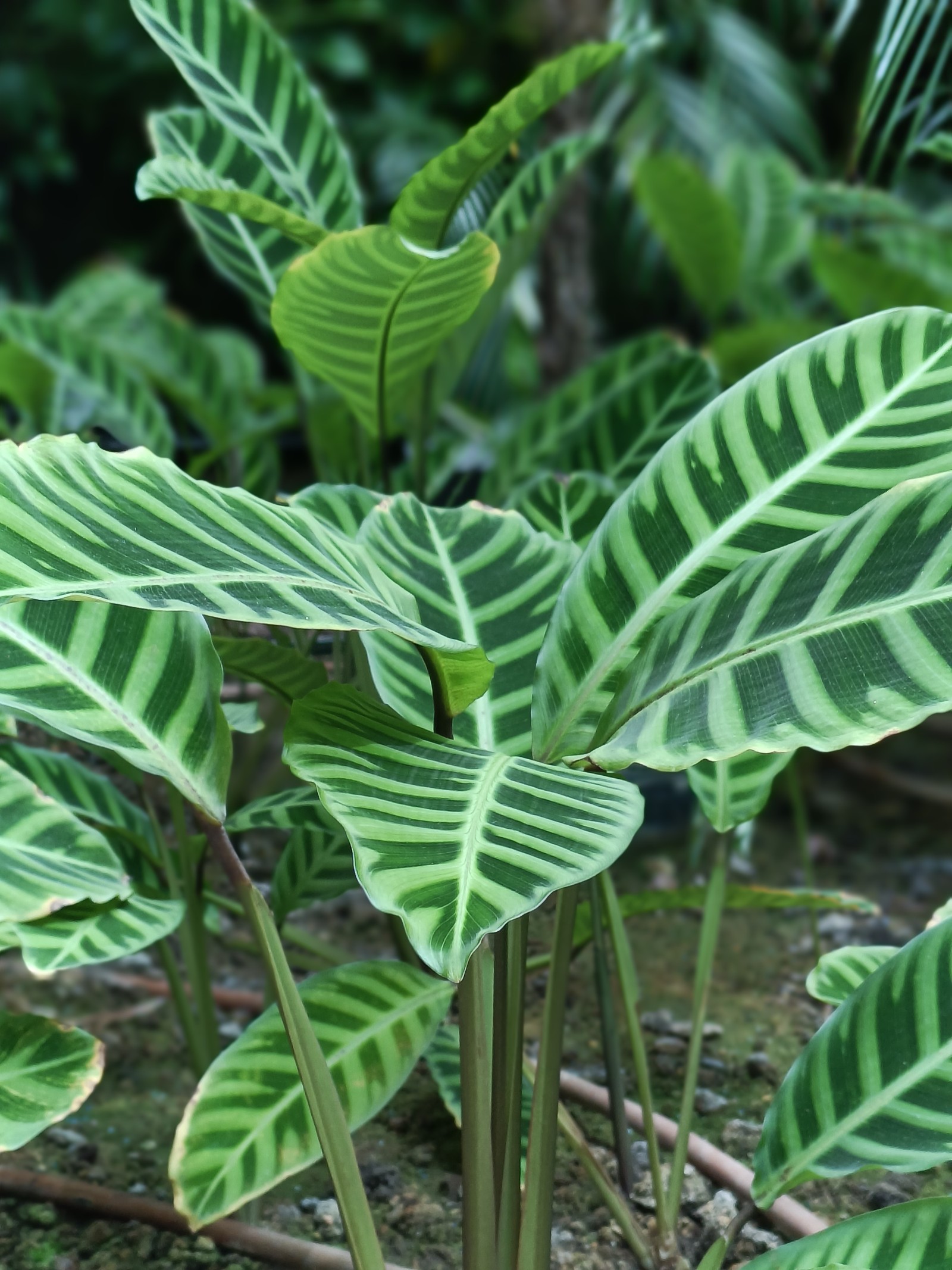  Amanda Zola/TechTudo