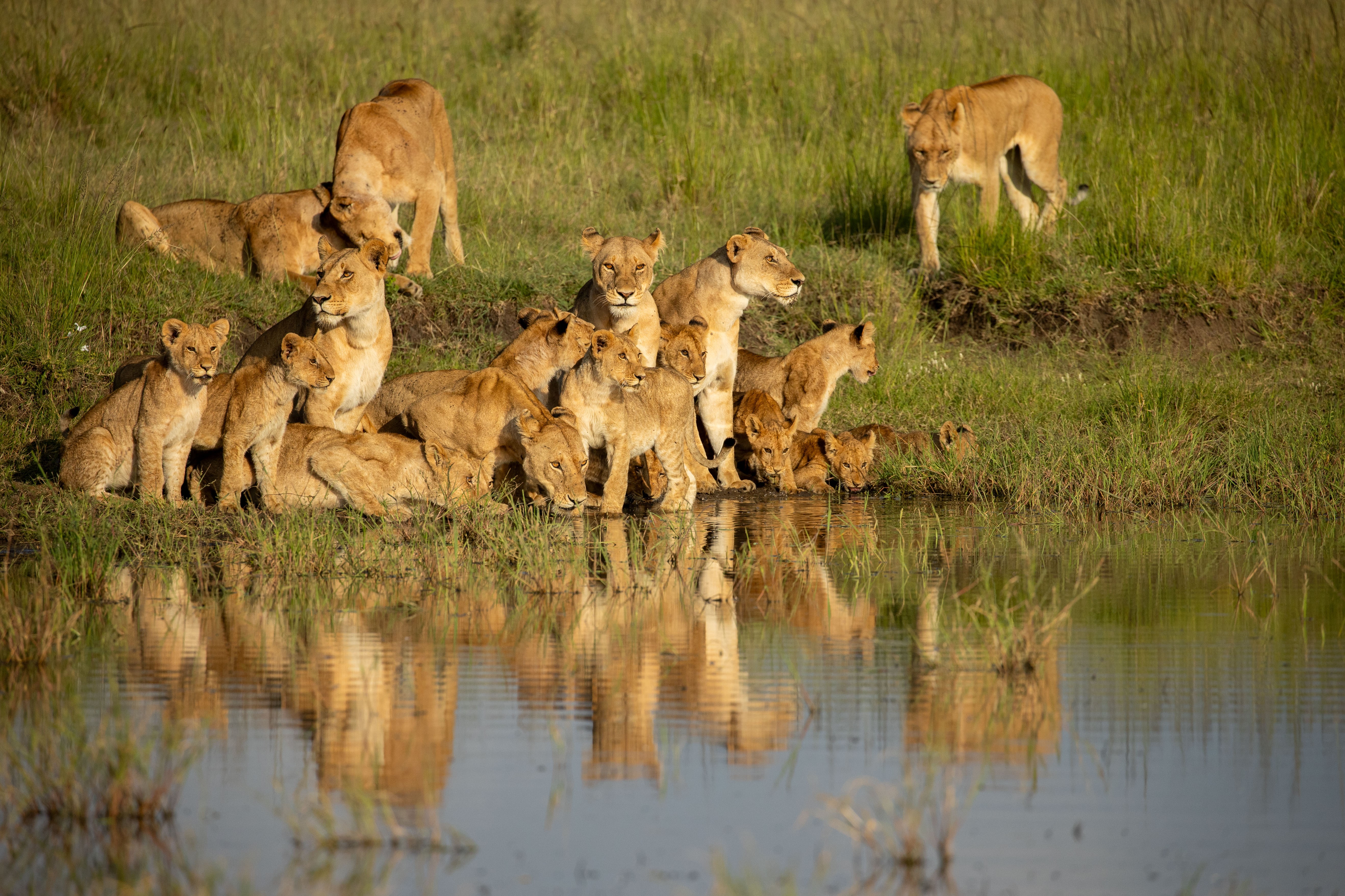 Assisti ao Leão, do Disney+, dentro do próprio safari no Quênia; veja como foi