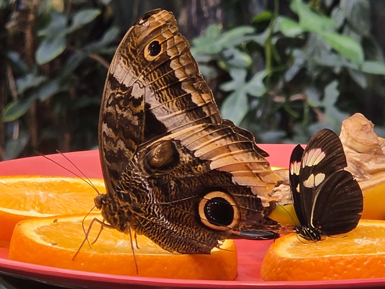  Ana Letícia Loubak/TechTudo
