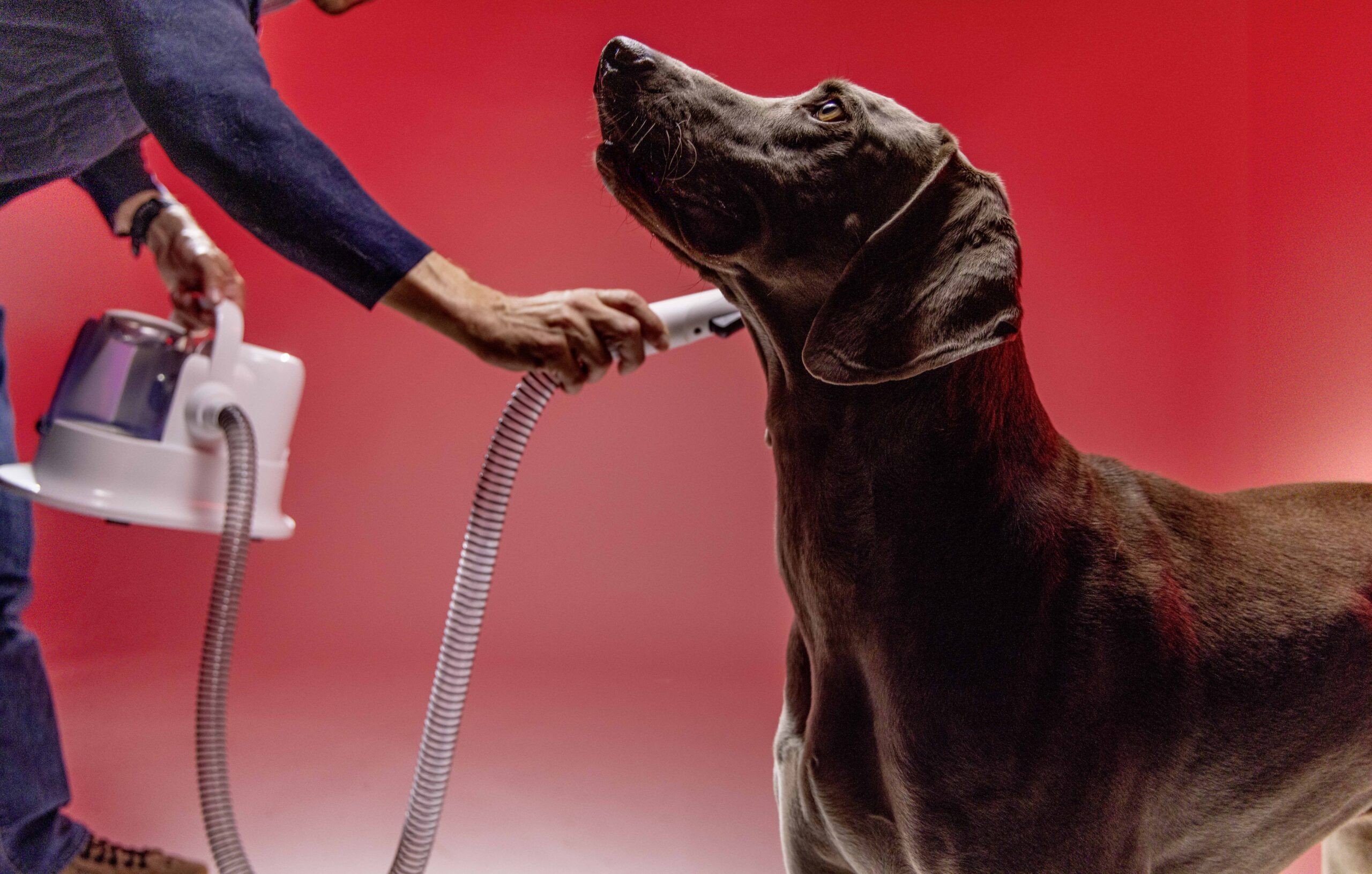 Aparelho 5 em 1 promete deixar a casa livre de pelos de pets; conheça