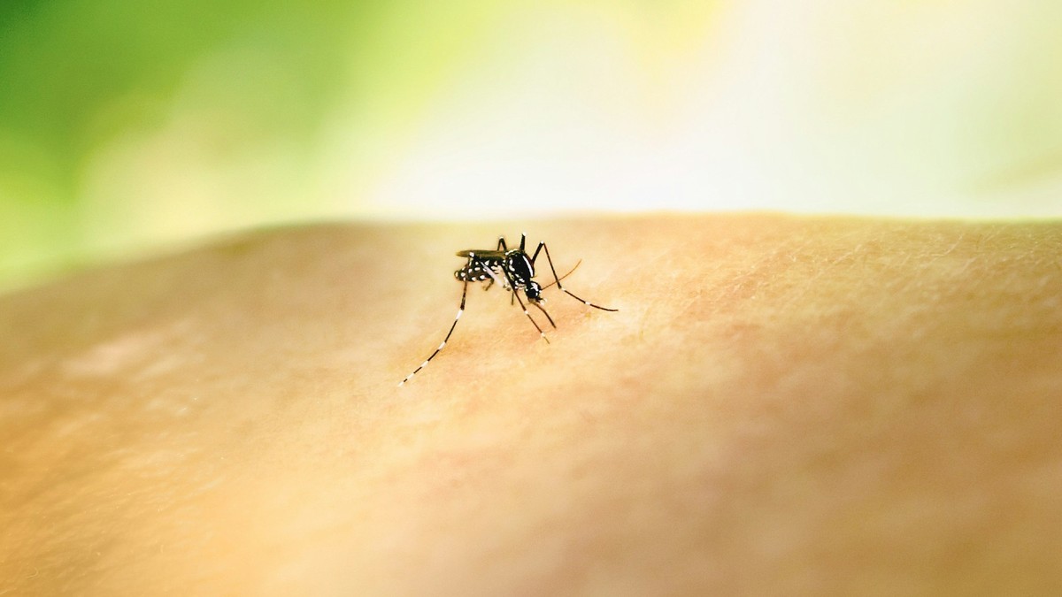 Armadilha inteligente pode reconhecer e aprisionar mosquitos da dengue