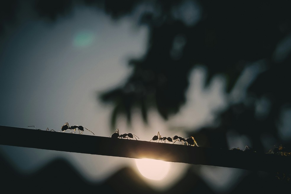  Reprodução/Prabir Kashyap/Unsplash